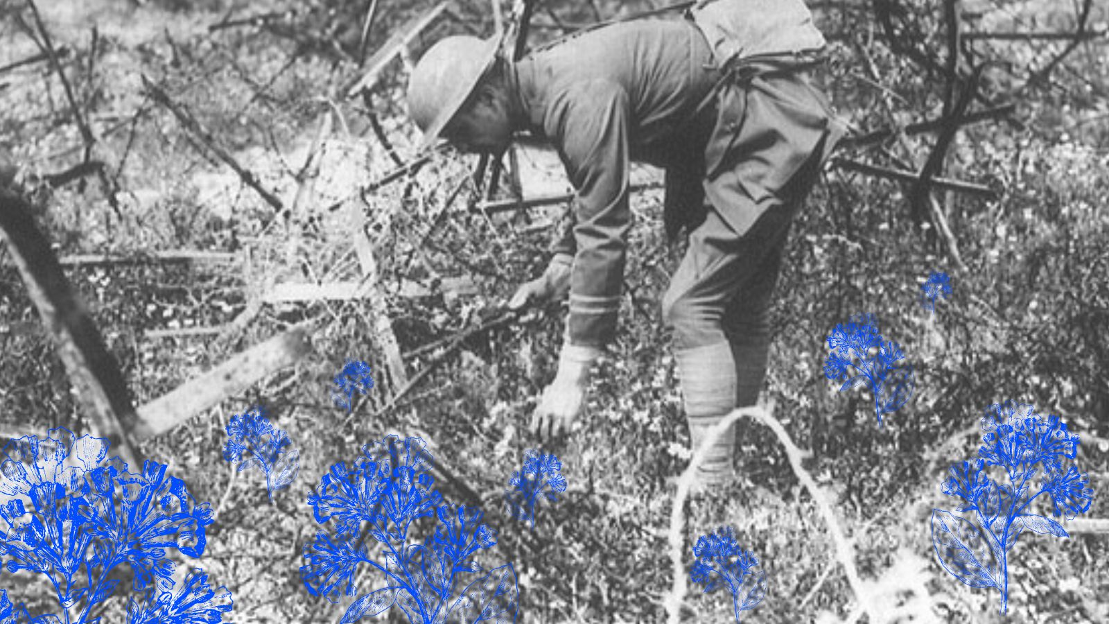 Image of soldier picking flowers in Somme , France 1916